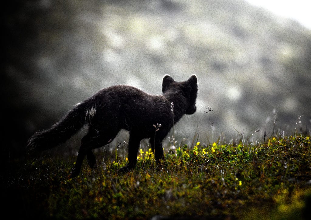 Fox in Hornstrandir Iceland