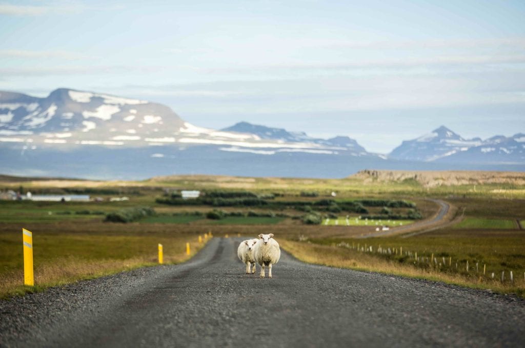 Traveling the Icelanic Ring Road