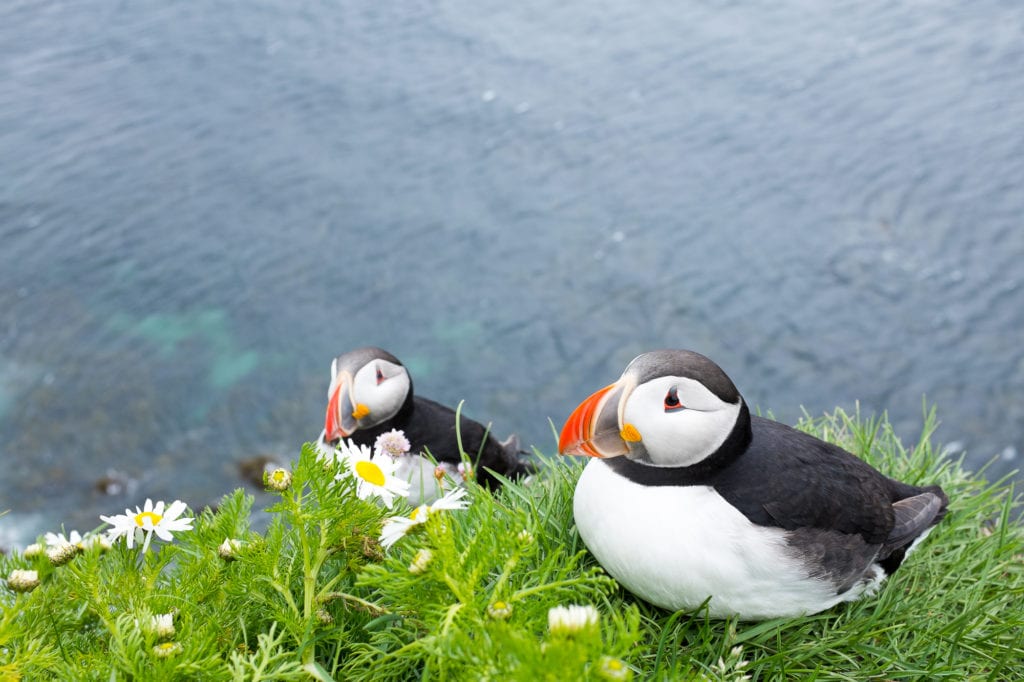 Puffins in Iceland - Adventure activities in Iceland