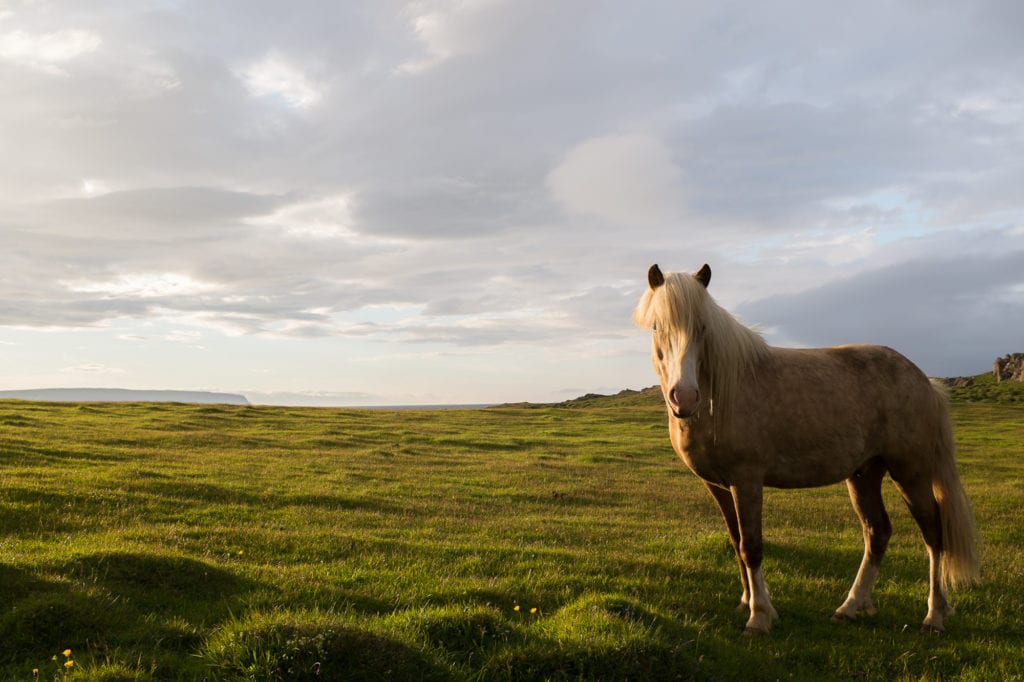 Icelandic horse - Adventure activities in Iceland