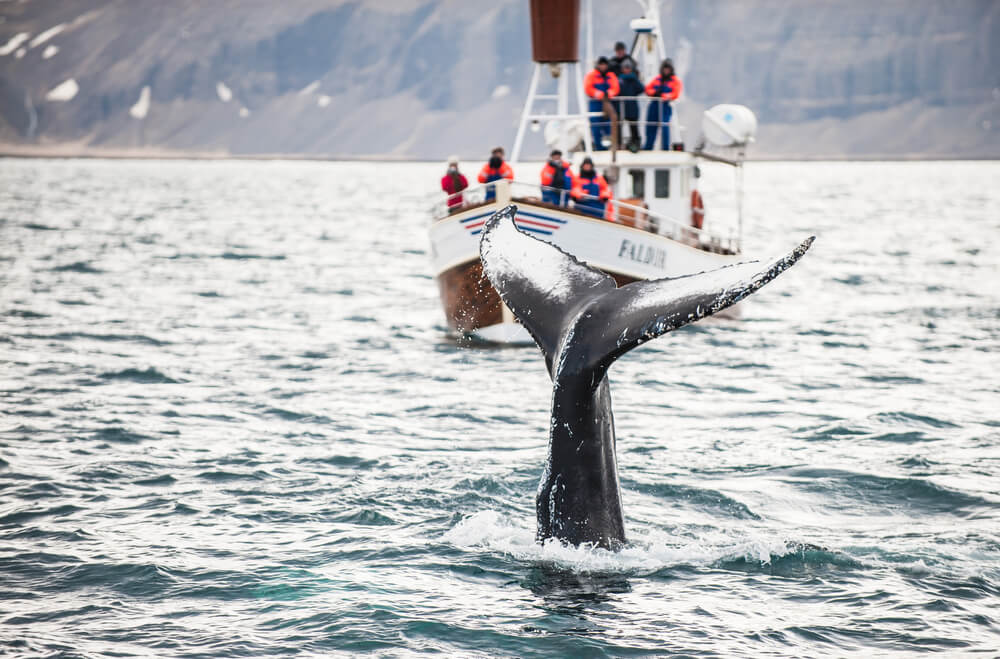Whale watching tour Iceland, lagoon car rental.
