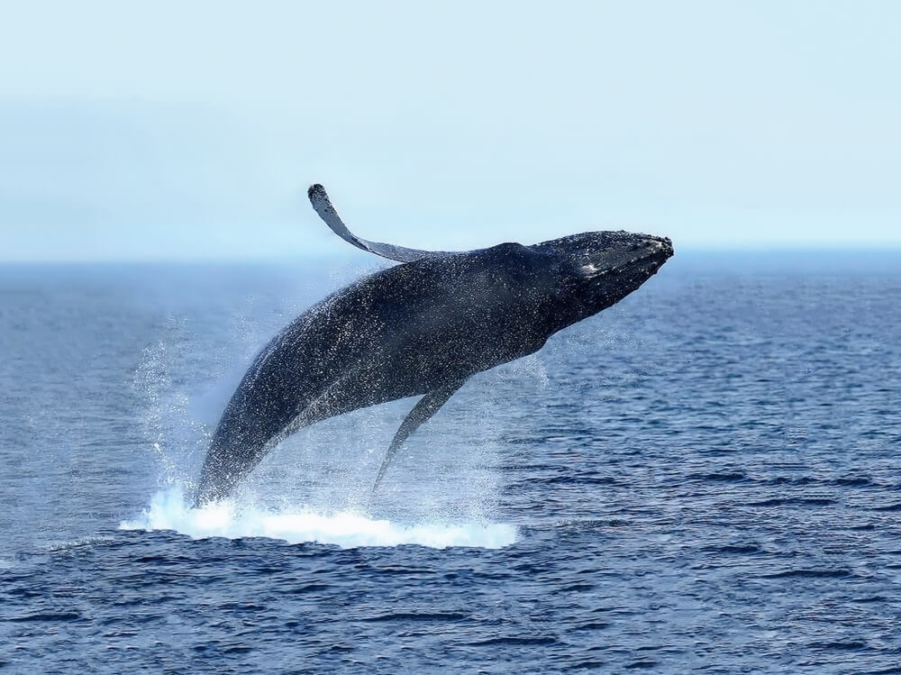 Whale watching in Iceland, lagoon car rental